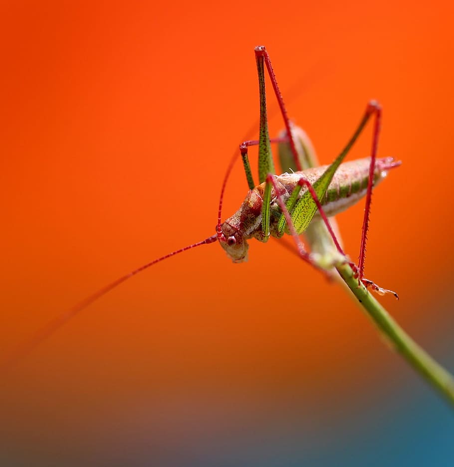 grasshopper, plant, rest, coloring, insecta, invertebrate, animal themes HD wallpaper