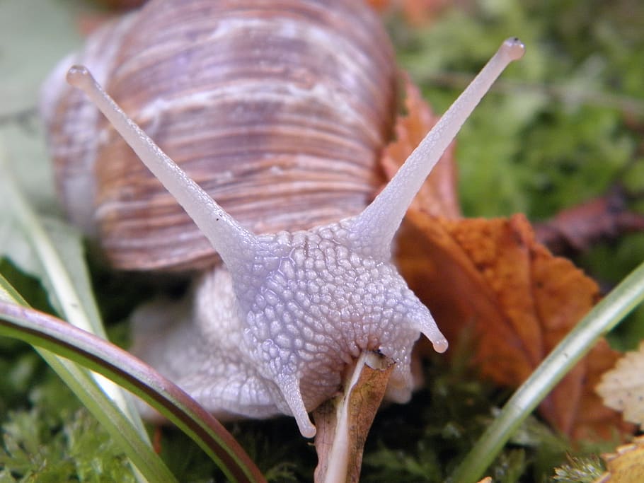 macro photography of snale, snail, shell, escargots, mollusk HD wallpaper