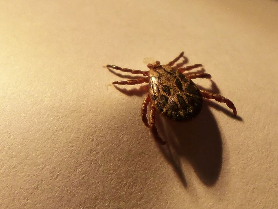 tick, mite, insect, plague, arachnid, spider, animal, nature HD wallpaper