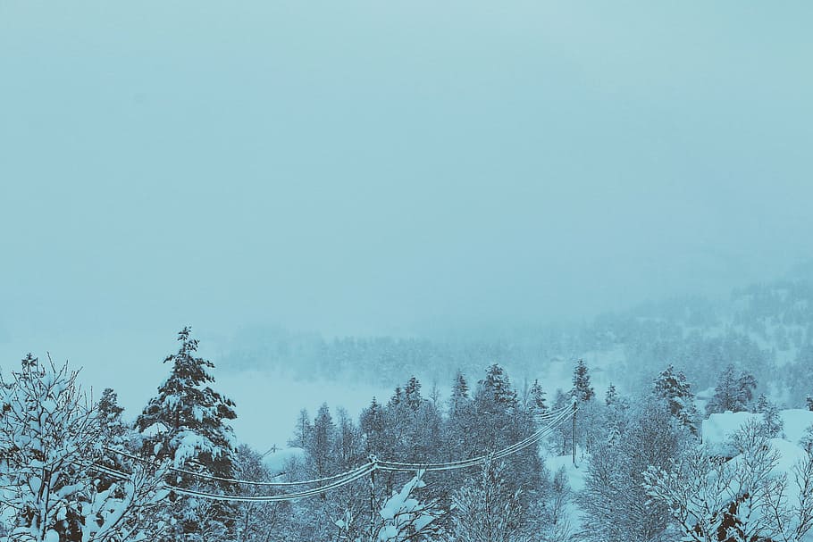snow-covered tree lot, trees, daytime, winter, cold, blizzard HD wallpaper