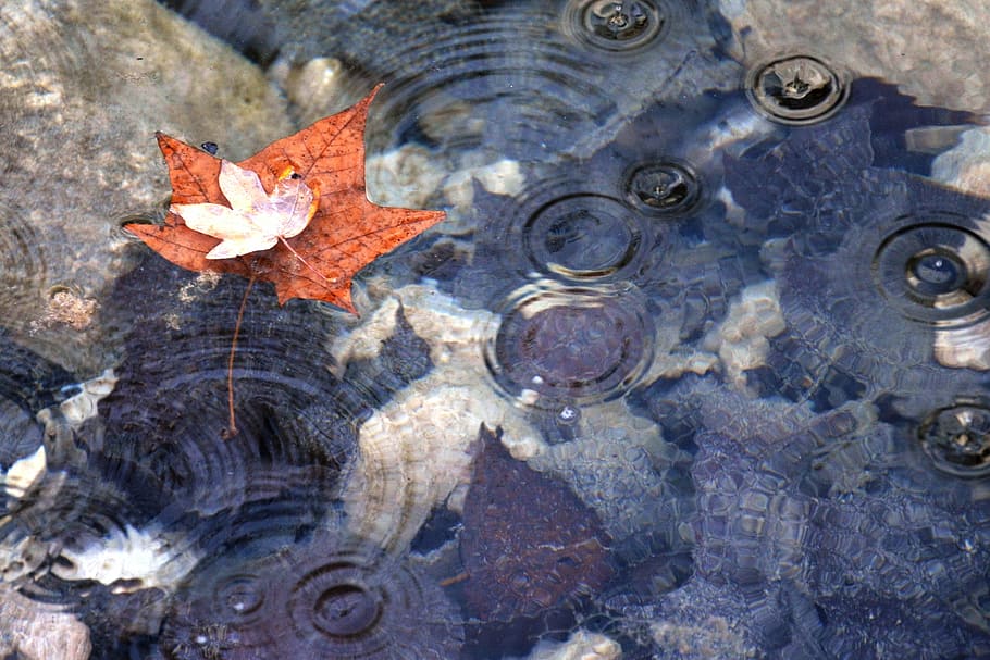 photo of brown maple leaf on body of water, autumn, leaves HD wallpaper