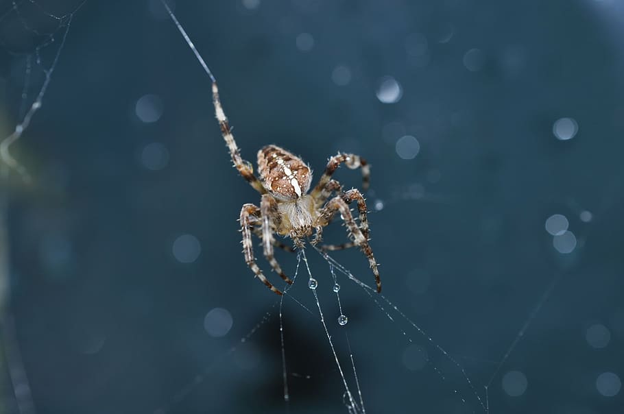 spider, cobweb, network, insect, close-up, arthropod, animal HD wallpaper