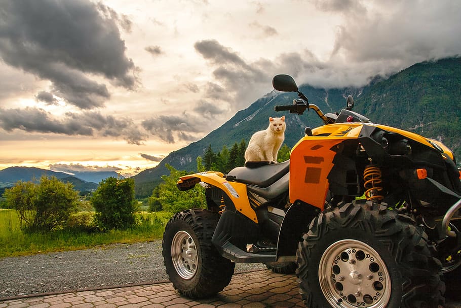 cat, quad, austria, hermagor, carinthia, sunset, mountains HD wallpaper