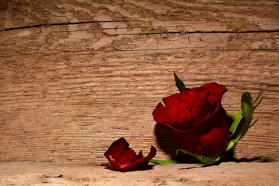 rose, red, flower, blossom, bloom, wood, background, red rose HD wallpaper