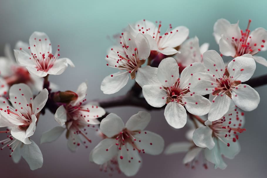 white-and-red petaled flowers, blossom, petals, spring, nature HD wallpaper