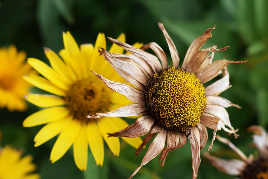 summer, flower, meadow, field, holidays, garden, nature, flower summer HD wallpaper