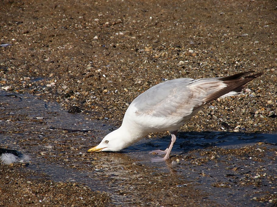 seagull, drinking, beach, coast, summer, grey, sand, bird, animal wildlife HD wallpaper