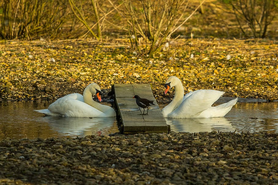 two white swans floating on river, nature, birds, lake, pond HD wallpaper