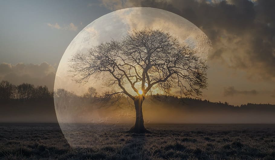 silhouette tree during sunset, moon, night, full moon, astronomy HD wallpaper