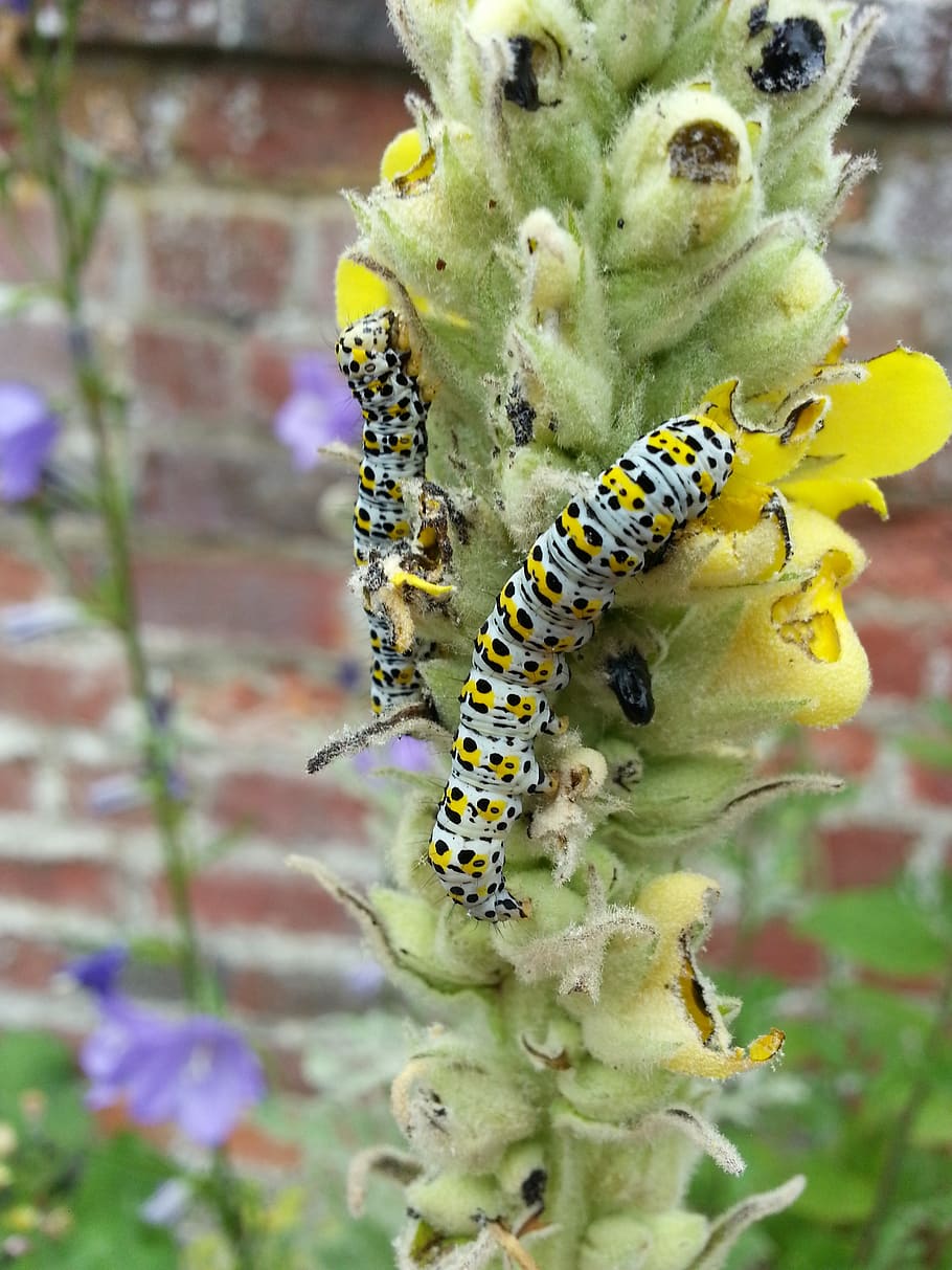 caterpillar, flower, brick wall, insect, nature, yellow, purple HD wallpaper