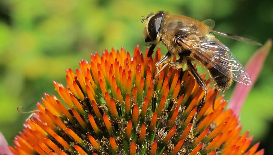 Fly, Echinacea, Flower, Insect, Plant, genus eristalis, wildlife HD wallpaper