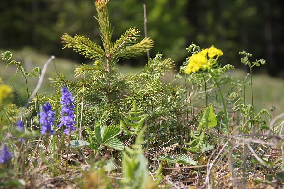 slovakia, nature, plant, growth, flower, flowering plant, beauty in nature HD wallpaper