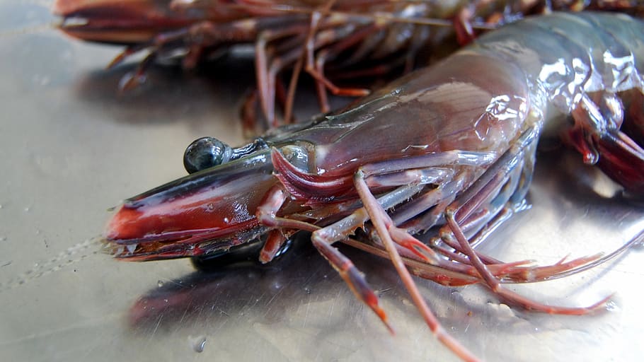tiger prawn, shrimps, prawns, seafood, animal, food and drink HD wallpaper