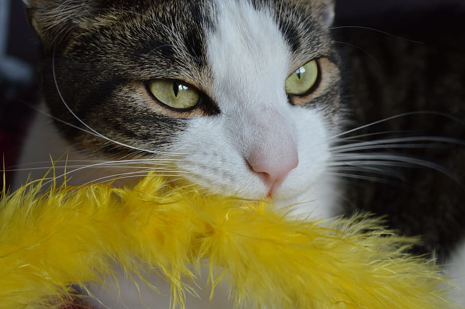 cat, playful, kitty, kitten, animal, pet, domestic, one animal HD wallpaper