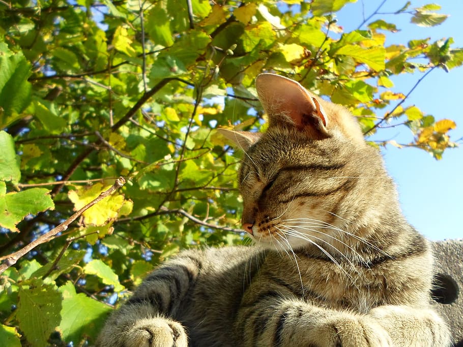 cat, coat, animal, feline, mammal, domestic cat, domestic animals HD wallpaper