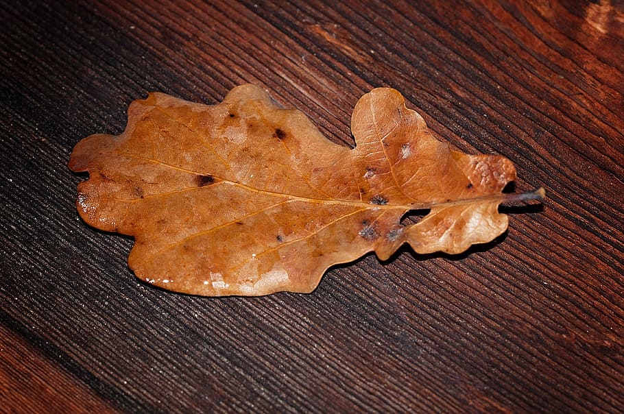 leaf, leaves, brown, wood, autumn leaf, fall foliage, oak leaf HD wallpaper