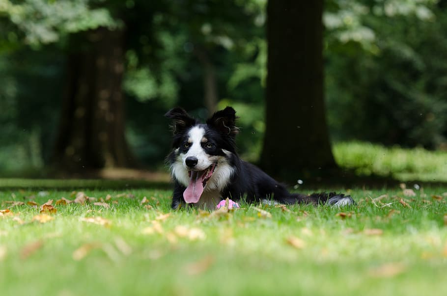 border collie, park, lying dog, sunlight, is, good, light and shadow HD wallpaper