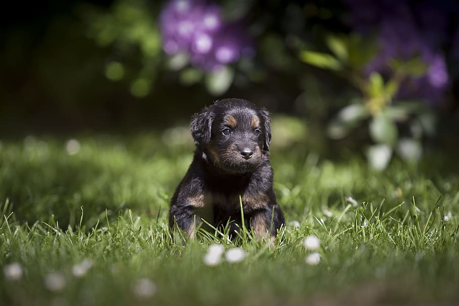 Hd Wallpaper Gordon Setter Puppy On Grass Field Dog Bitch Howavart Sheep Dog Wallpaper Flare