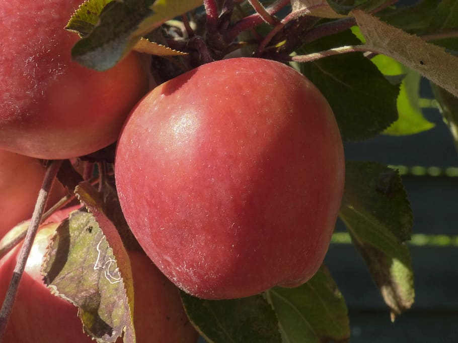 apple, red, harvest, red apple, frisch, vitamins, fruit, apple tree HD wallpaper