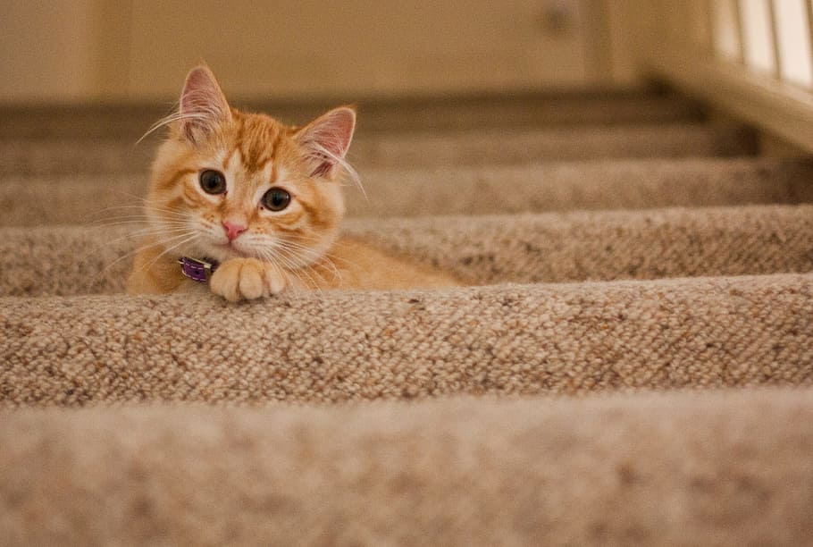Orange Tabby Cat on Grey Staircase, animal, cute, kitten, pet HD wallpaper