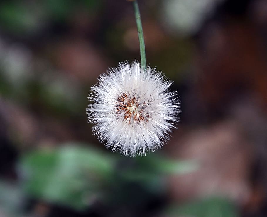 dandelion, macro, nature, flower, focus on foreground, close-up HD wallpaper