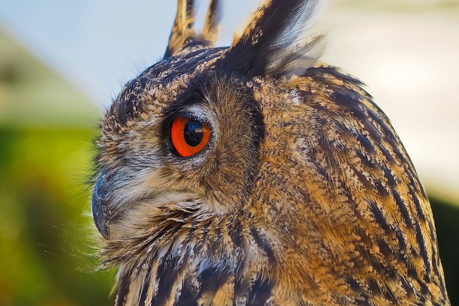focused photo of brown and black owl, bird, feather, cute, plumage HD wallpaper