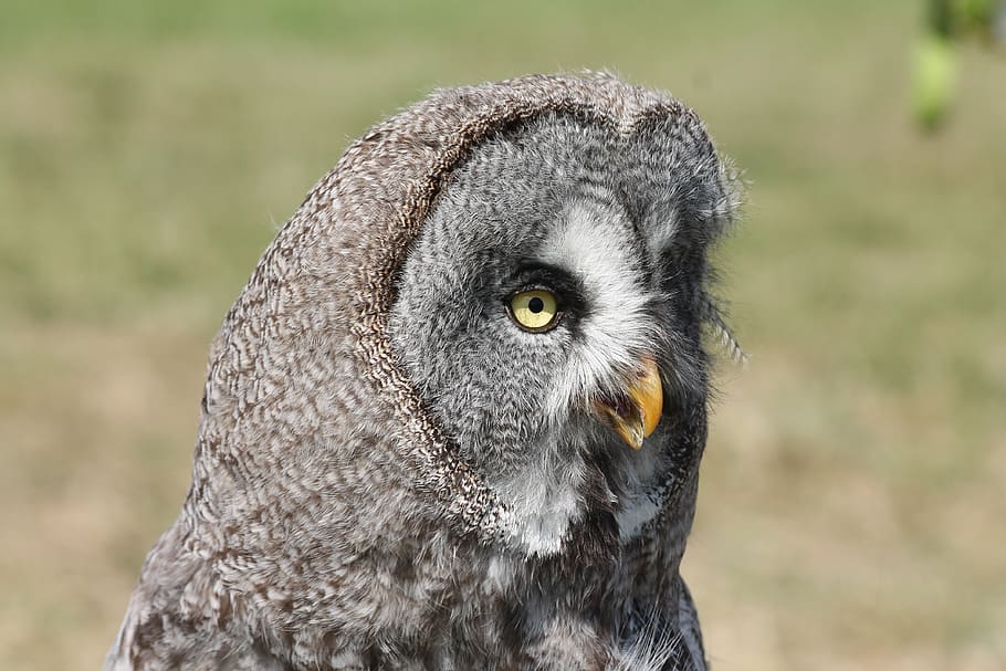 owl, bird, one animal, animal themes, animal wildlife, animals in the wild HD wallpaper