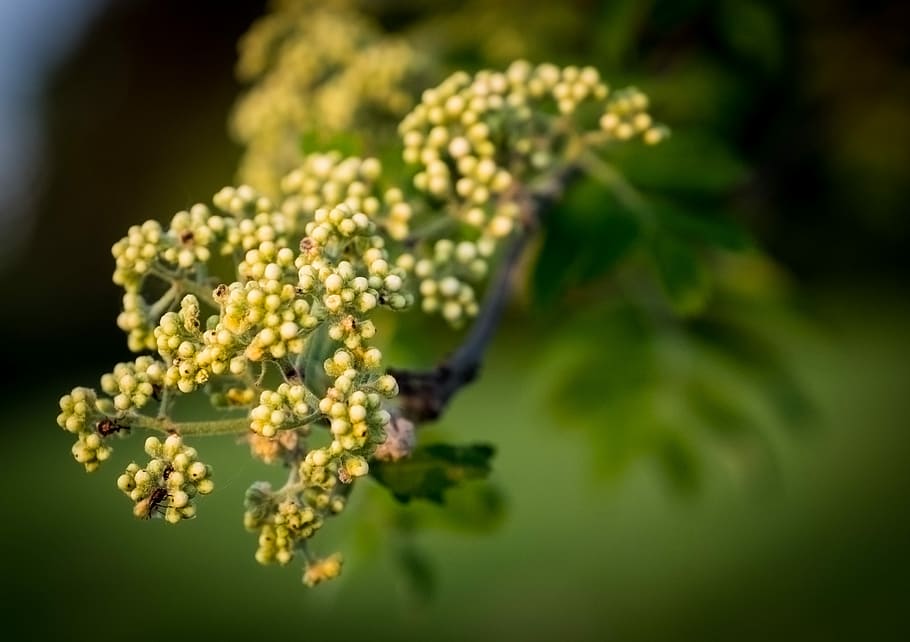 nature, leaf, tree, plant, branch, flower, growth, fruit, season HD wallpaper