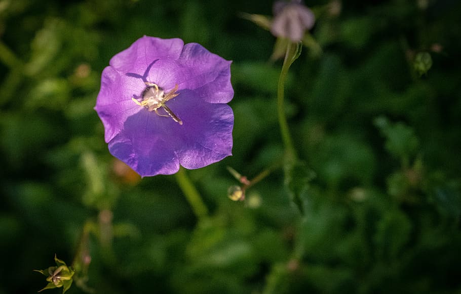 bud, blossom, bloom, prosperous, evening sun, violet, purple HD wallpaper