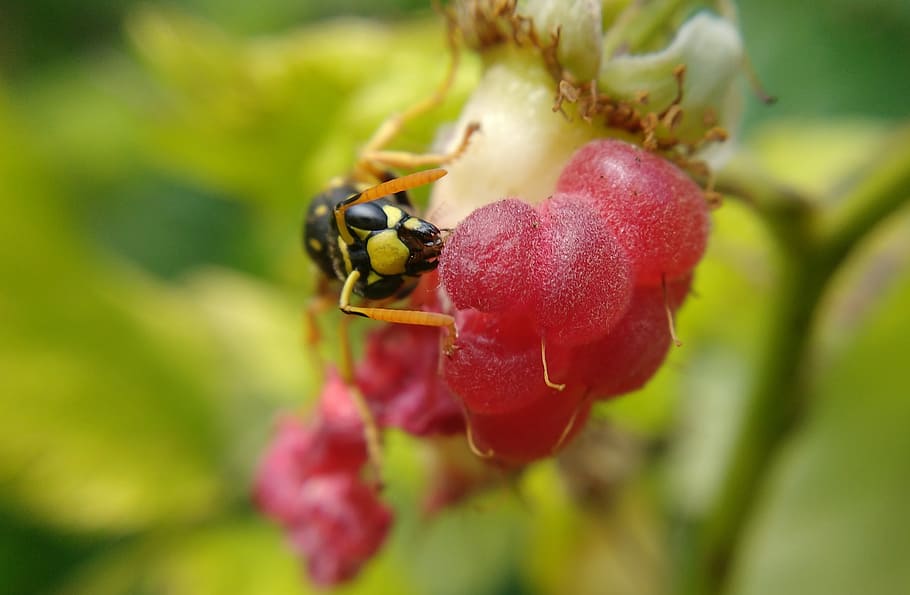 macro, raspberry, summer, nature, insect, wasp, flower, wasp eating a raspberry HD wallpaper
