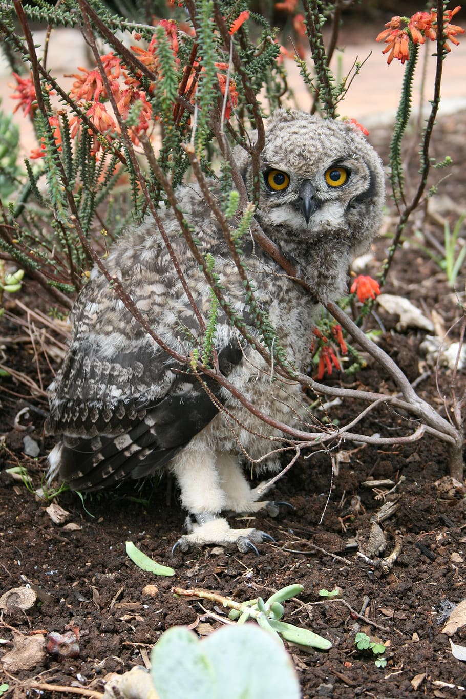 juvenile owl, kirstenbosch, botanical gardens, cape town, bird