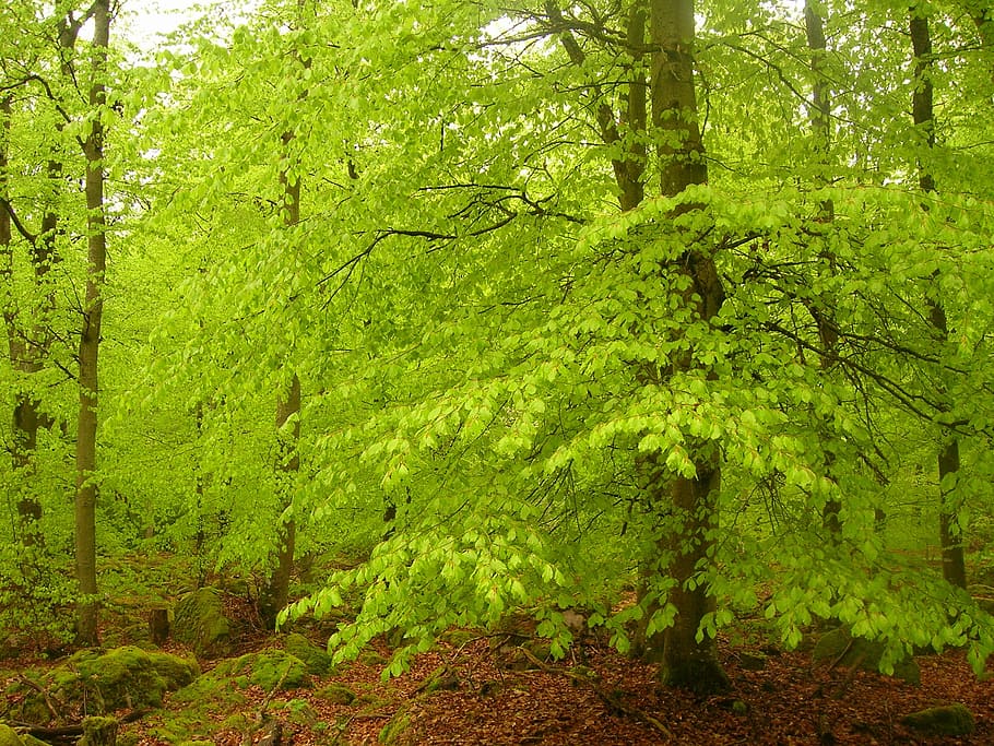 green tree, beech forest, book, beeches, spring, sweden, hardwood HD wallpaper
