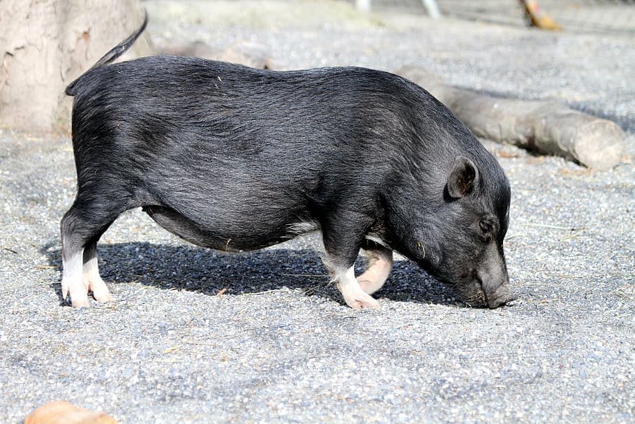 boar on sand, pig, animals, nature, creature, sow, mini, piglet HD wallpaper