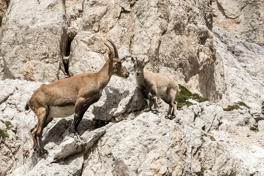 Capricorn, Kitz, Jumbo, Mountain, climbing, animals, young HD wallpaper
