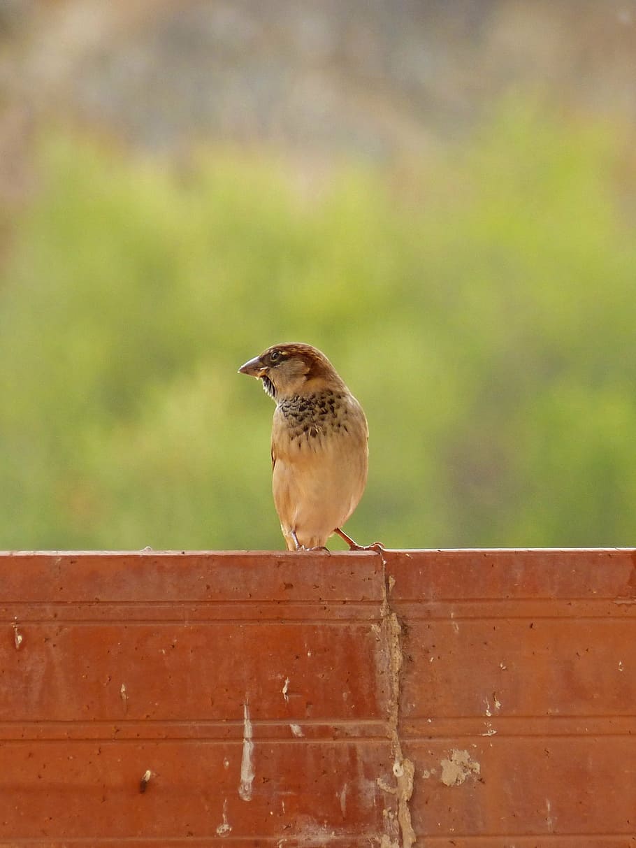sparrow, billet, background, bird, animal themes, one animal HD wallpaper