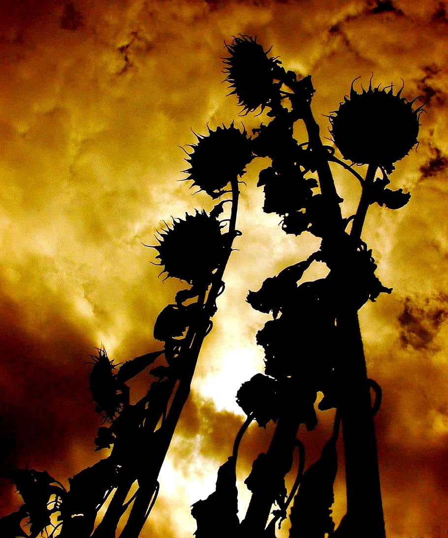 atmosphere, sunflower, sky, clouds, cloud - sky, silhouette HD wallpaper