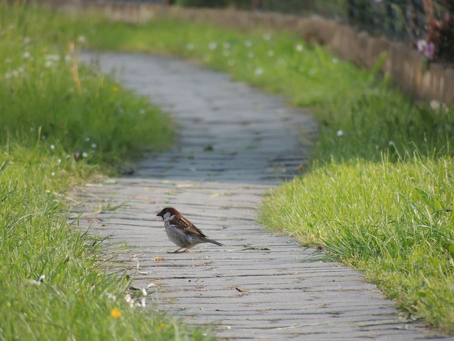 brown sparrow on pathway, bird, grass, sun, shadow, animal themes HD wallpaper