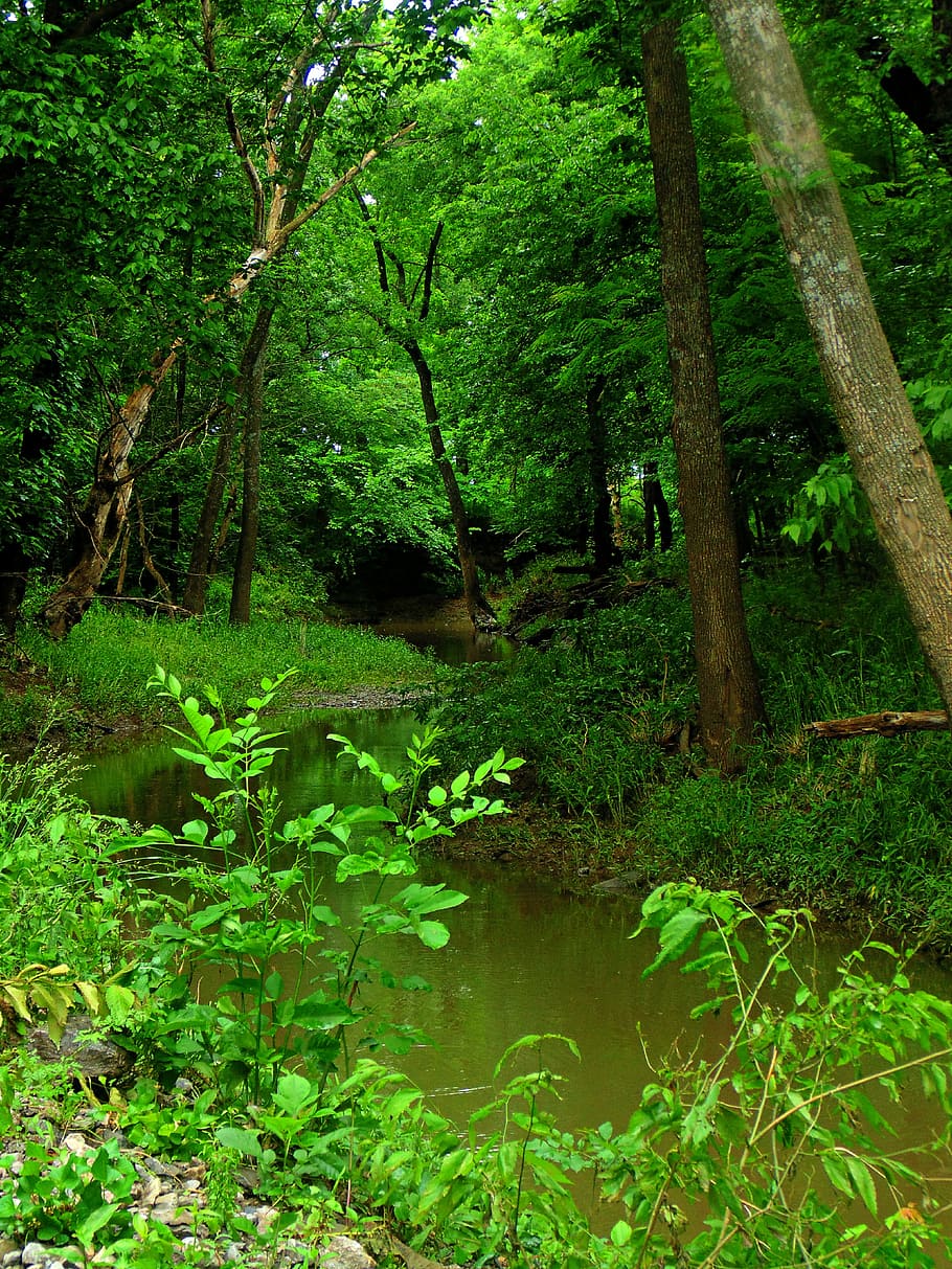 woods, spring, summer, nature, tree, landscape, outdoor, grass HD wallpaper