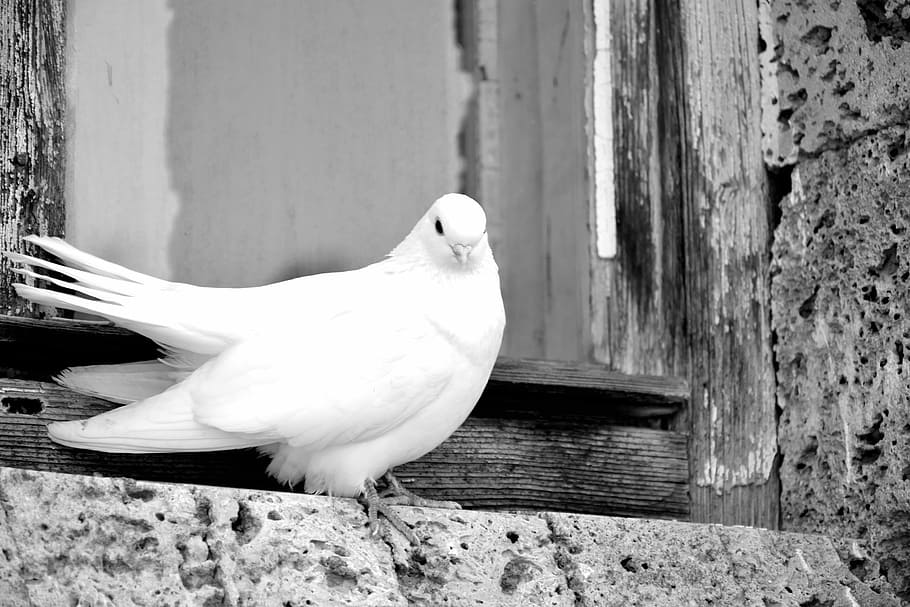 White, Pigeon, Beautiful, bird, animal themes, one animal, animals in the wild HD wallpaper
