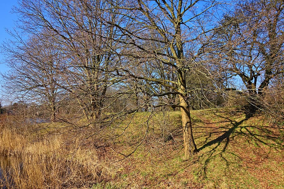 tree, bare tree, winter tree, bare branch, leafless, grove HD wallpaper