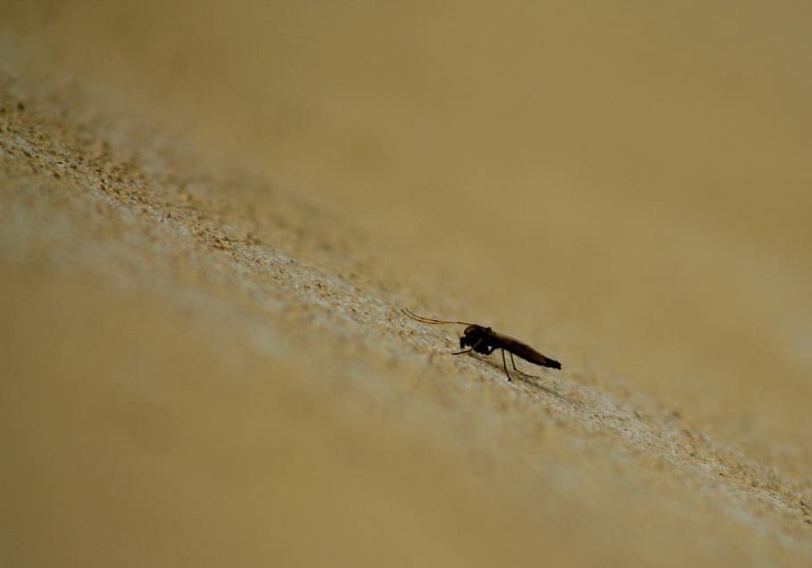 insect, beetle, nature, spring, beige, macro, animal themes HD wallpaper