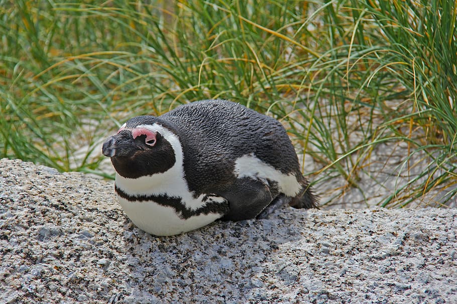 penguin, cute, cuddly, beautiful, beach, boulders beach, penguins HD wallpaper