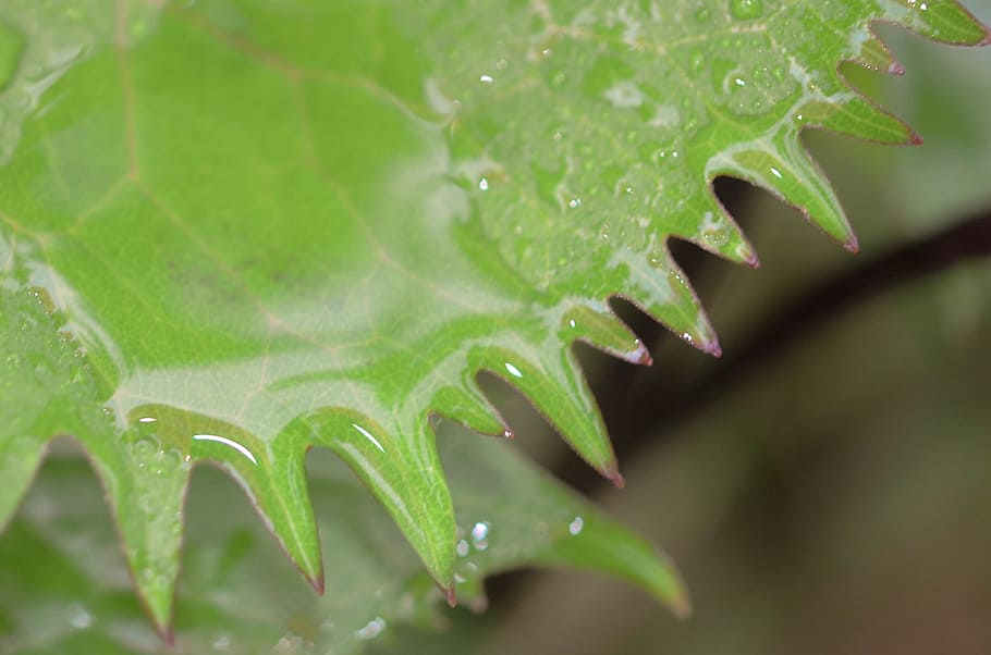leaf, drops, green, nature, water, plant, natural, rain, wet HD wallpaper