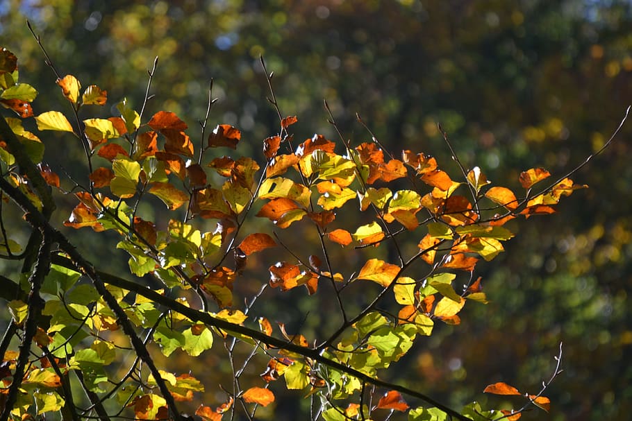forest, autumn, sun, back light, leaves, fall foliage, sunny HD wallpaper