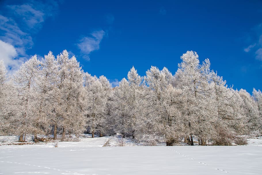 snow, winter, frost, tree, cold, season, blue sky, forest, cold temperature HD wallpaper