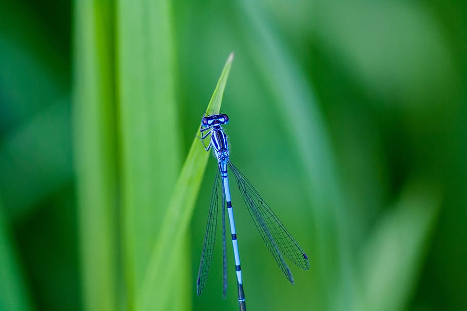 nature, insects, dragonfly, macro, green color, damselfly, animal themes HD wallpaper