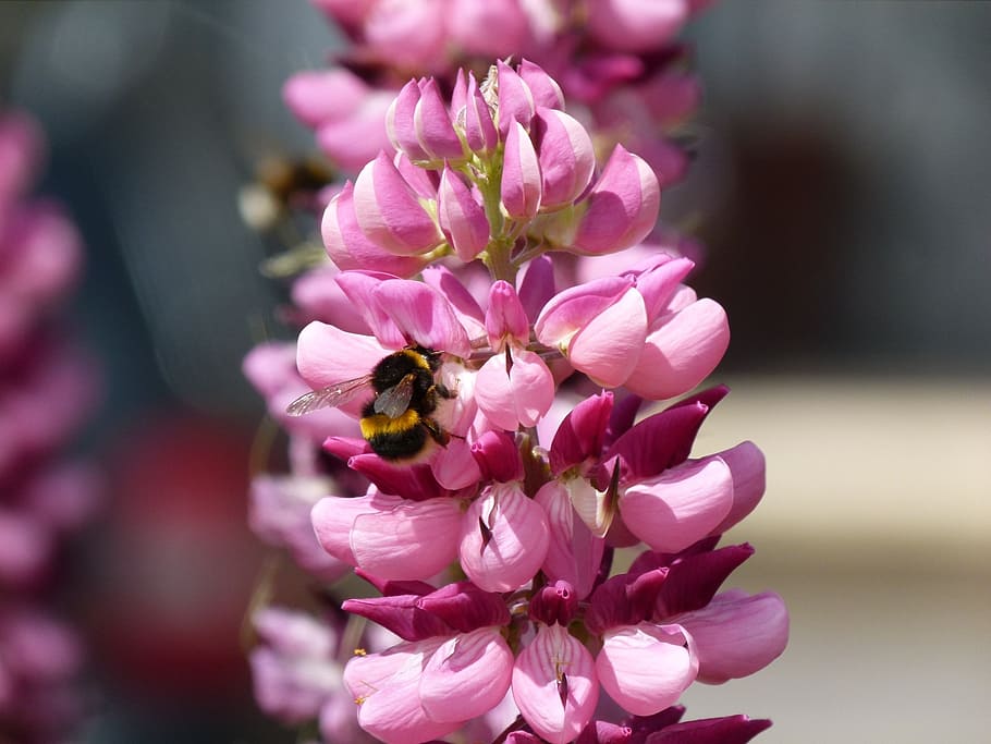 garden flower, bumble bee, pollen, nature, insect, blossom HD wallpaper