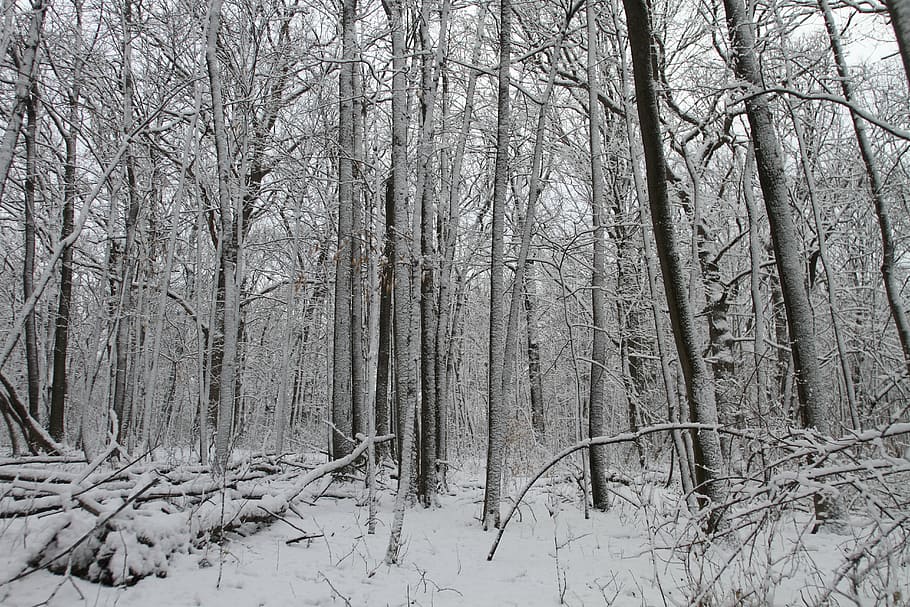 winter, trees, snow, landscape, winter trees, december, plant HD wallpaper