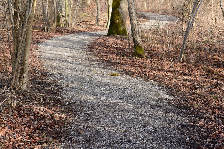 Away, Nature, Trail, Forest, swinging, alter weg, outdoors HD wallpaper