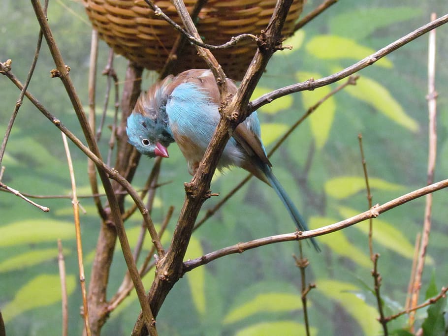 Bird, Animal, Nest, one animal, animal wildlife, no people HD wallpaper